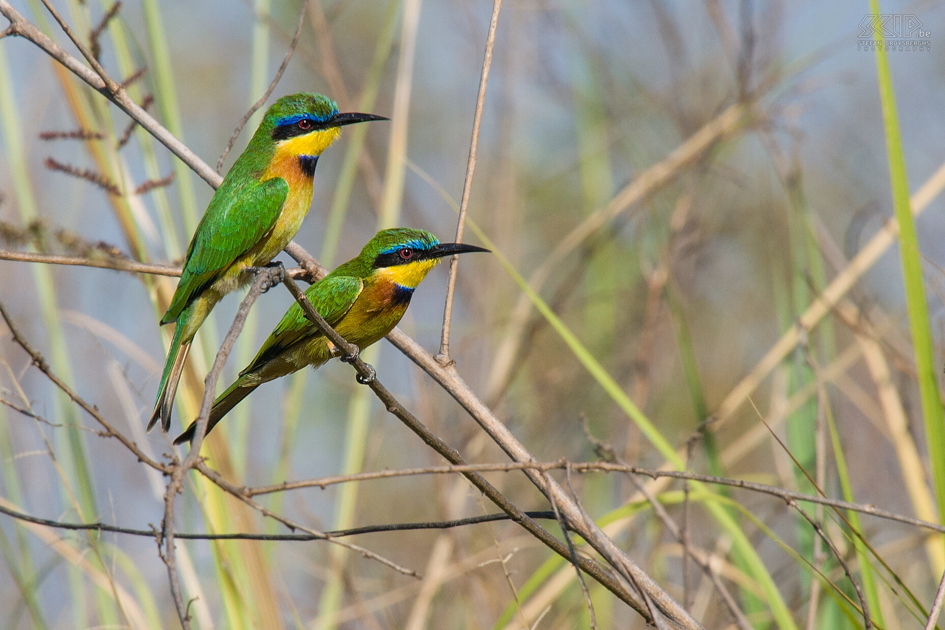 Lake Chamo - Blue-breasted Bee-eaters A couple of beautiful Blue-breasted Bee-eaters (Merops variegatus) on Lake Chamo. Stefan Cruysberghs